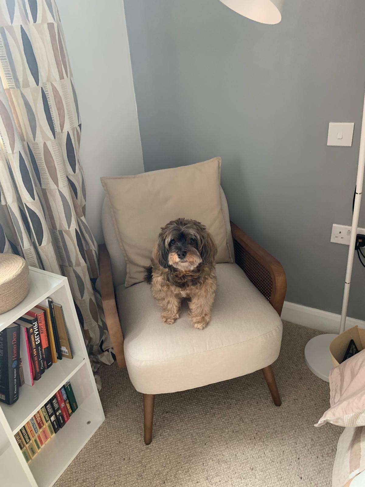 Armchair with a dog